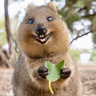 ВЕСЕЛЫЕ ЗВЕРУШКИ