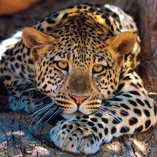 СВОИМИ ГЛАЗАМИ