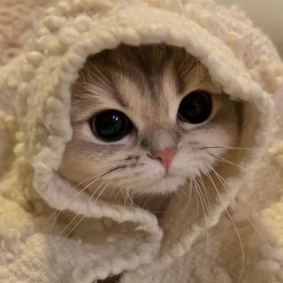 БОЖЕЧКИ  КОШЕЧКИ