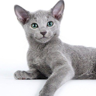 АРХАНГЕЛЬСКИЙ КОТ