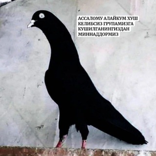 УЗБЕК УЧКУР ЗОТЛАРИ N 1.