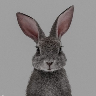 ОБОИ & ТЕМЫ НА АЙФОН