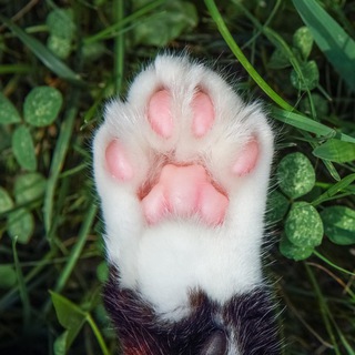 ПСИХОЛОГ ПО КОТАМ