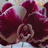 ORCHIDEI_EKB