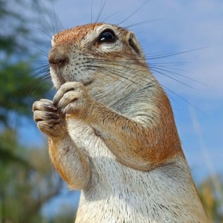 СИСТЕМА ТУРБО-СУСЛИК