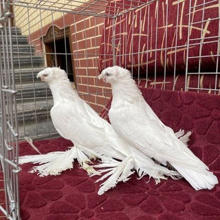 УЗБЕК MARGILON KABUTARVOZLARI