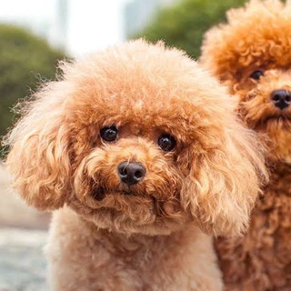 KEDI KÖPEK SAHIPLENDIRME VE BAKIM SOHBET PLATFORMU