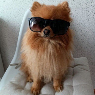 БОБСКИЙ ЧАТ