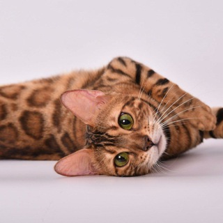 БЕНГАЛЬСКИЕ КОТЯТА И КОШКИ ПИТОМНИК IDEL