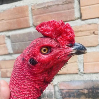 БОЙЦОВЫЕ ПОРОДЫ МИРА