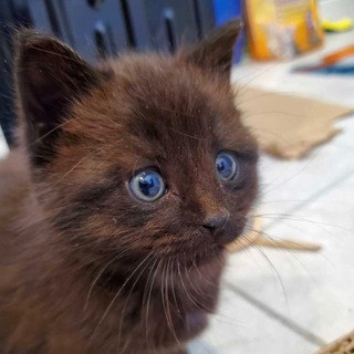 ЗАБАВНЫЙ КОТИЙ