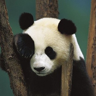 BEERPANDA. ОРГАНИЧНО НЕДОРАЗВИТЫЙ DEVOPS