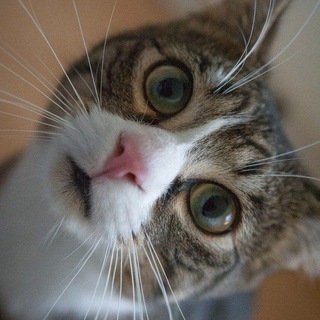 КОТЯ В ШОКЕ