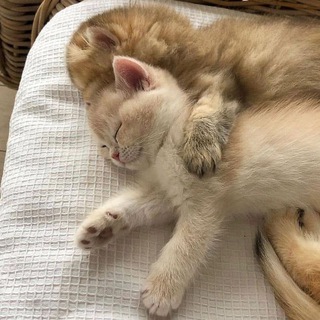 МИЛЫЕ КОТЕЧКИ