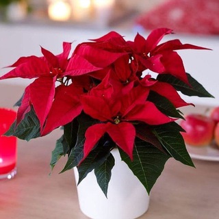 FLOWERS__KORENOVSK__LUDMILA