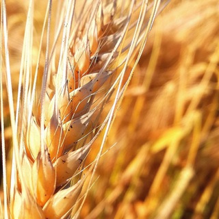 АГРО ЧАТ (ЗЕРНО/ПОКУПКА/ПРОДАЖА)