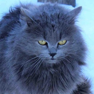 СМЕШНЫЕ ВИДЕО КОШКИ И СОБАКИ