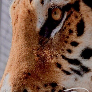 ДОМ ТИГРА / TIGER HOUSE