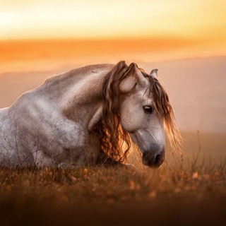 МИР ЛОШАДЕЙ