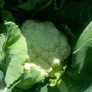 ВСЕ О ПРИКОРМЕ