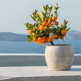 БОЛГАРИЯ | ЧАТ | УСЛУГИ