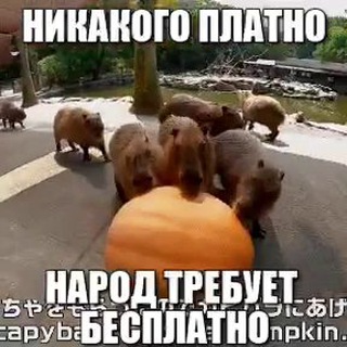 БЕСПЛАТНЫЕ МЕМЫ