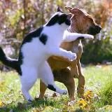 CATS VS DOGS