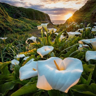 УДИВИТЕЛЬНАЯ ЖИЗНЬ 