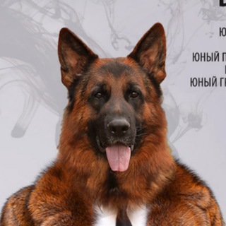 ПРОИЗВОДИТЕЛИ Н/О | НЕМЕЦКИЕ ОВЧАРКИ - КОБЕЛИ GSD