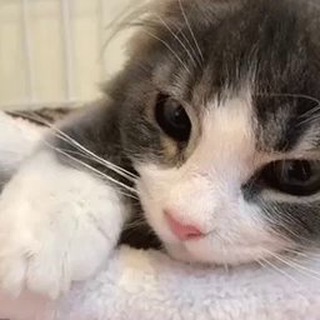 КОТИКИ | ГИФ И ОБОИ
