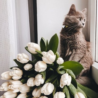 ШПАЛЕРИ/ОБОЇ НА ТЕЛЕФОНЧИК