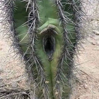 ПРИРОДА МАМА