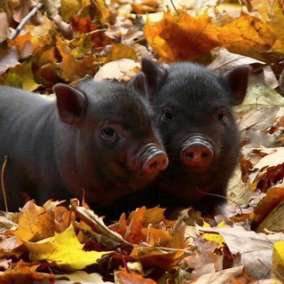 ХРЮШКОМАНИЯ