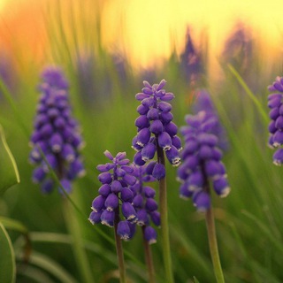 HEALTH_AND_BEAUTY_COACH