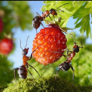 ДАЧА МОЕЙ МЕЧТЫ