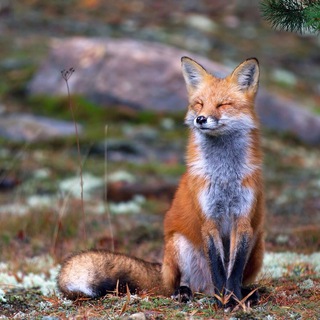 FOX NOSE
