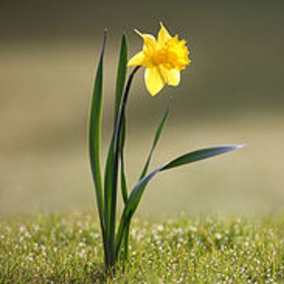 АТИПОВИЙ НАРЦИСИЗМ