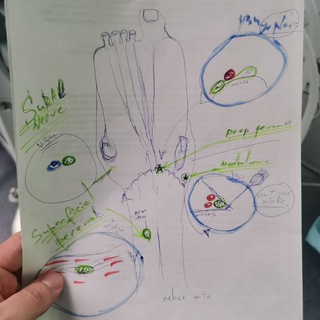 ПРАКТИЧЕСКАЯ АНЕСТЕЗИОЛОГИЯ