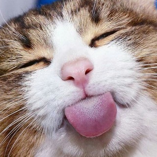 ДОБРЫЙ  ЮМОР, МЕМЫ, ПРИКОЛЫ