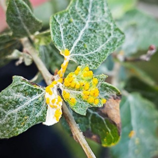 ЗАЩИТА ДЕКОРАТИВНЫХ РАСТЕНИЙ PLANT PROTECTION