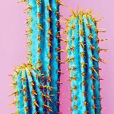 CACTUS | SNUS SHOP