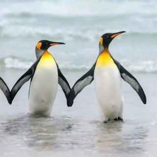 ПЛАТНЫЕ ОПРОСЫ, ДОПОЛНИТЕЛЬНЫЙ ЗАРАБОТОК , ПРИГЛАШАЮ