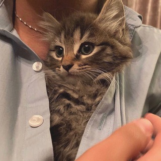 ГАЛЛАКТО | ПИКЧИ | СОХРЫ | ЯЗЫКИ