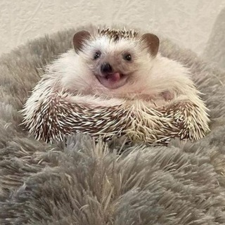 ЯДРЕНЫЙ ЁЖИТТО