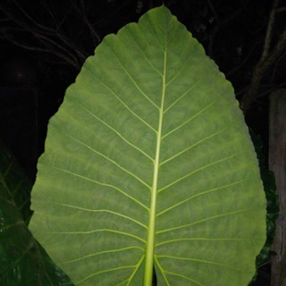 ПРИЛОЖИ ПОДОРОЖНИК