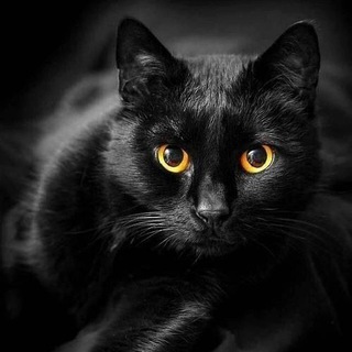 ВОЛШЕБНЫЙ КОТ