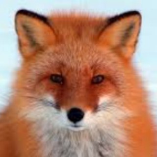 ПРИКОЛЫ СМЕШНЫЕ ЖИВОТНЫЕ