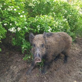 ВЕПРИ И ИХ ДРУЗЬЯ