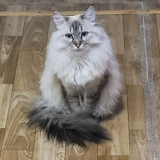 ПРОКОТИКОФФ
