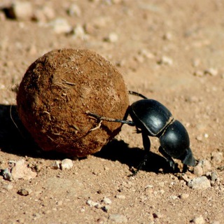 ЖИЗНЬ НАСЕКОМЫХ